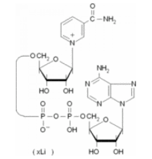 βНикотинамид-аденин-динуклеотид литиевая соль из Saccharomyces cerevisiae 95% Sigma N7132