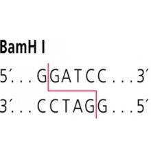 BamH I из Bacillus amyloliquefaciensH Рестрикционный фермент Sigma R0260