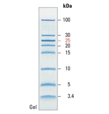 Маркеры молекулярной массы белков, неокрашенные, PageRuler, 3,4-100 кДа, для SDS-электрофореза и вестерн-блоттинга, Thermo FS