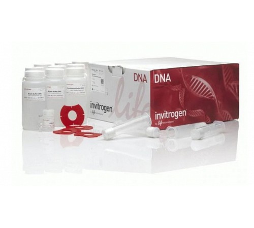 Набор PureLink HiPure Plasmid Midiprep Kit, Thermo FS