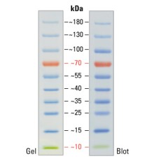 Маркеры молекулярной массы белков, окрашенные, PageRuler, 10-180 кДа, для SDS-электрофореза и вестерн-блоттинга, Thermo FS