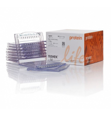 Гель полиакриламидный Bolt Bis-Tris Mini Protein Gel, 8 х 8 см, 17 лунок, 12%, Thermo FS