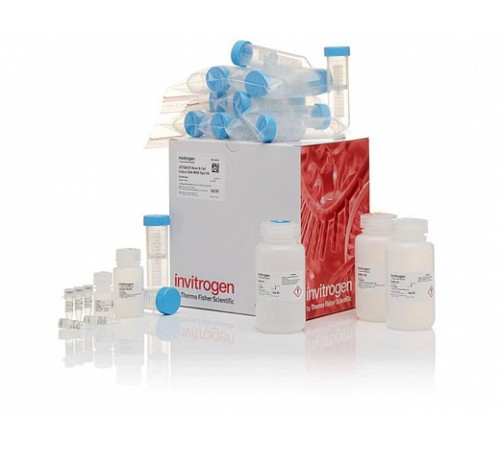 Набор JetQuick Blood and Cell Culture DNA Maxiprep Kit, Thermo FS